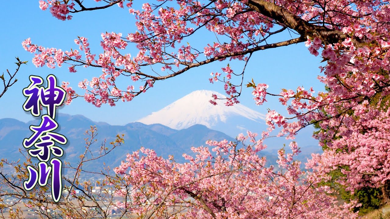 Cherry Blossoms Kawazu Zakura In Kanagawa 4k 河津桜 松田山 三浦海岸 Youtube Cherry Blossoms Kawazu Zakura In Kanagawa 4k 河津桜 松田山 三浦海岸 Youtube