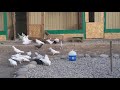 #Pigeon.   Голуби от Теймура! Новые участники полигона! 15.05.20г