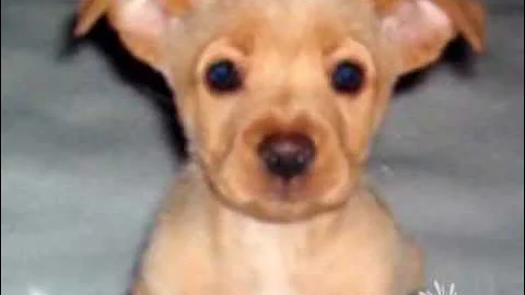 Daryn Kagan Classics: Faith the Two Legged Dog