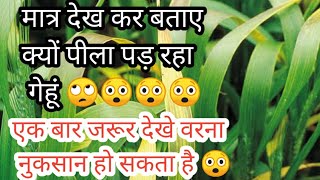 गेहूं की फसल पीले पड़ने के मुख्य कारण ।देख कर पहचाने क्यों पीले पड़ रहा गेहूं।गेहूं में बीमारियां/