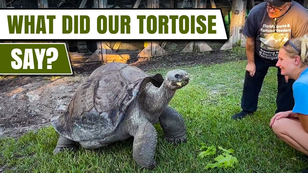 Talking to a 104 year old tortoise what did he have to say, take a look ...
