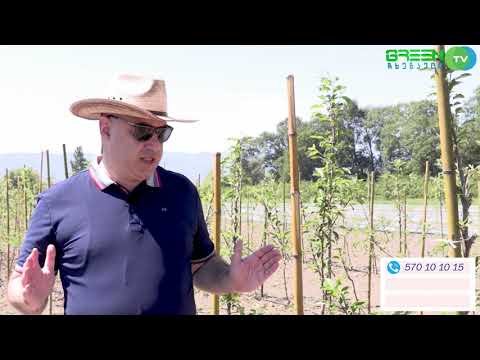 GREEN TV chkhenkeli საქაშეთი, მსხალი, ვაშლი ბალი