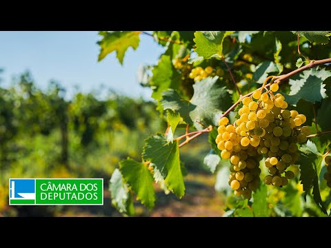 COMISSÃO DE AGRICULTURA, PECUÁRIA, ABASTECIMENTO E DESENVOLVIMENTO RURAL