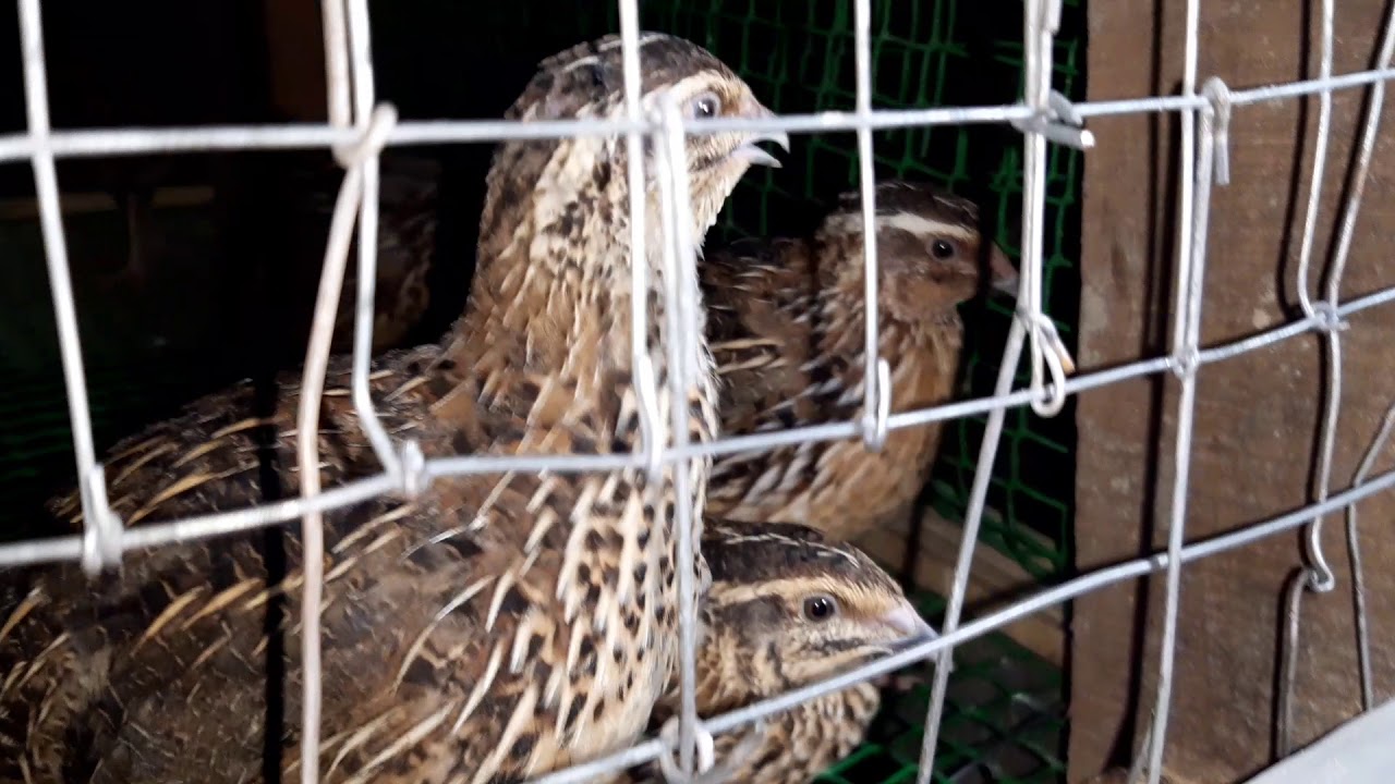 Quail Bird Farming at Home