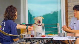 Download Lagu Hari Terbaik Anjingku di Peternakan Nenek 🌾🐶 Kehidupan Pedesaan yang Menenangkan MP3 Download Lagu Hari Terbaik Anjingku di Peternakan Nenek 🌾🐶 Kehidupan Pedesaan yang Menenangkan MP3