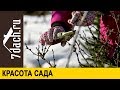 👩‍🌾 Красота сада: позаботьтесь о ней ранней весной - 7 дач