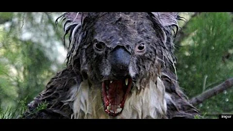 Koala VS Drop Bear FIGHT!