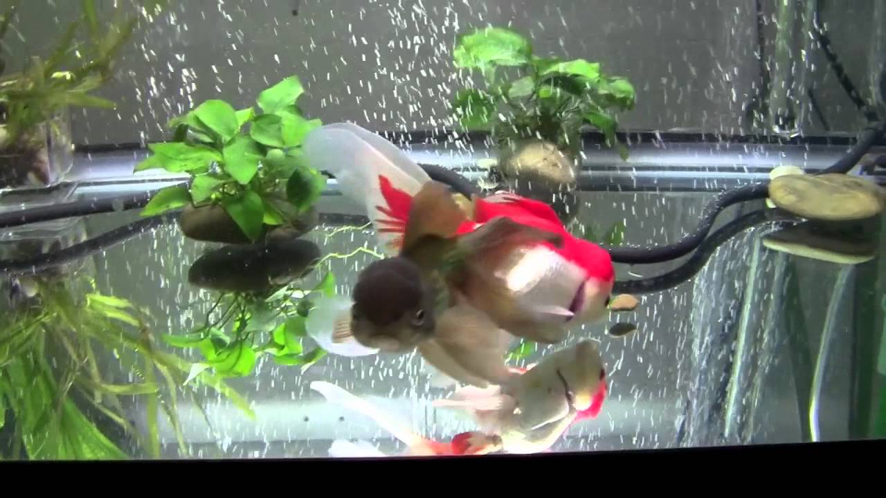 goldfish tank with filter