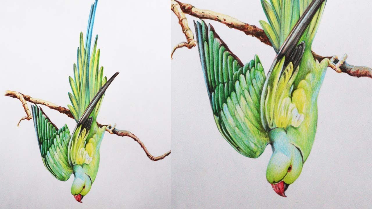 Indian Ring Necked Parrot Drawing in Color Pencils | How to Draw a ...