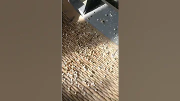 Moringa Shelling Machine 