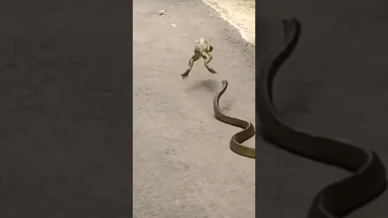 Dangerous Snake Attack☠️ On Frog😱 we Can't☠️ do anything 😱 