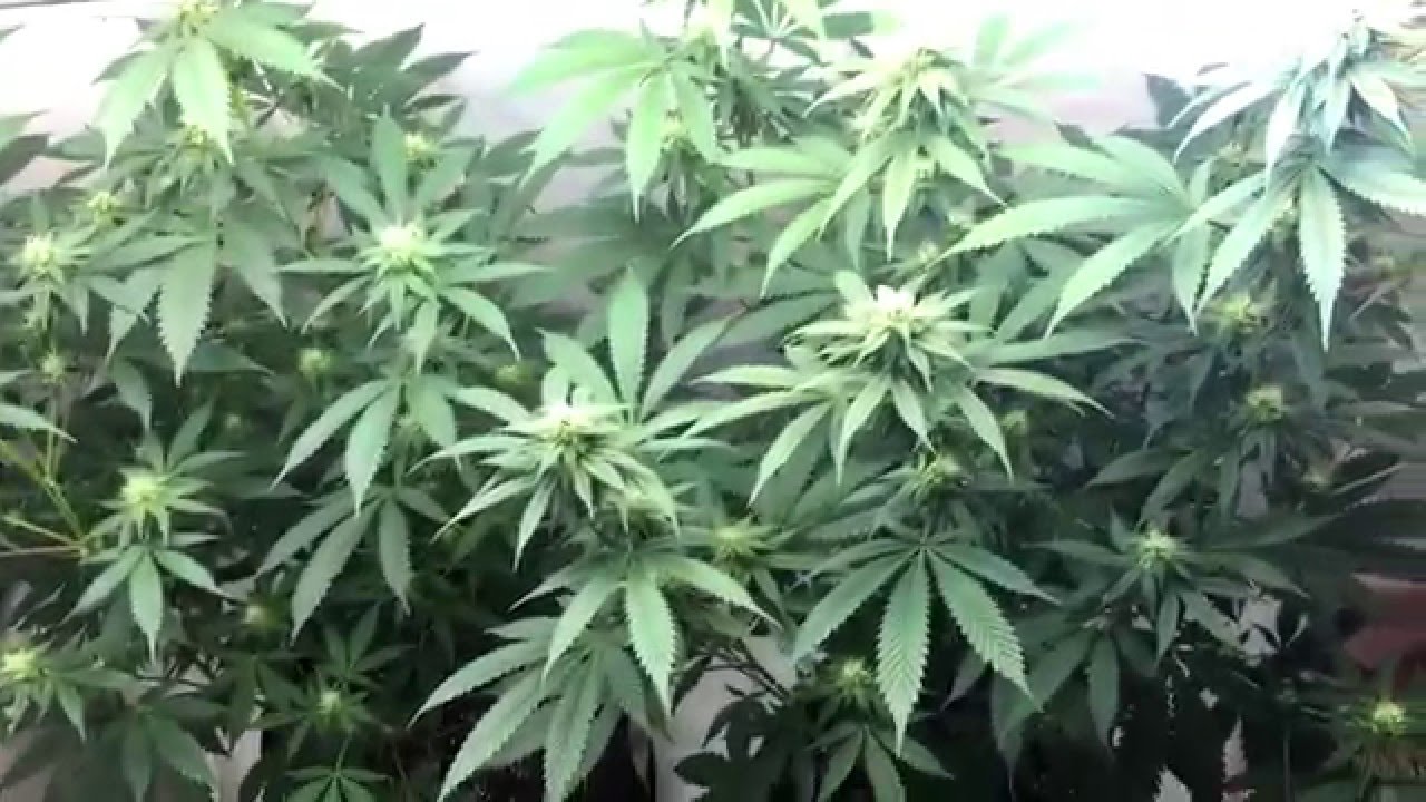 CFL Closet Grow Day 24 flowering