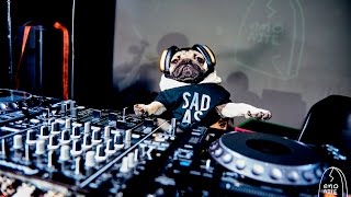 DOUG THE PUG DJ SET!