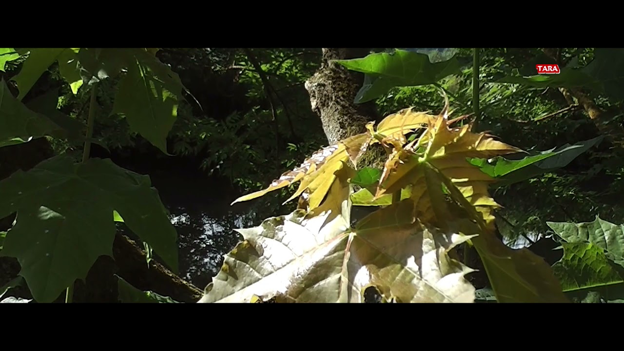 Panasonic HC V 100 EGW Test - Sommer 2021 in Wetzlar !