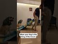 hero,dog,service dog,guide dog,henry,guy dog super man 🤣 dog new verion #labrador #funnyvideo Mp3 Song