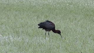 een Ibis in het Veenschap