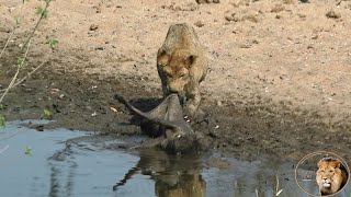 Lion Cub Feasting On His First Kill Ever - A Warthog