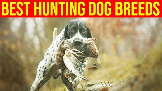 10 Best Hunting Dog Breeds\/ Amazing Dogs