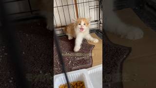 猛獣くん誕生（モゥちゃん） #保護猫