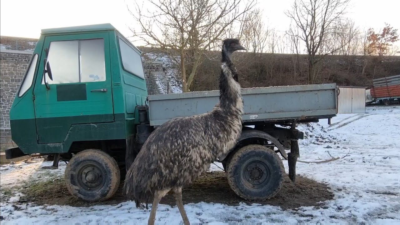 Multicar M25 studený start a rozebírání zbytku m25tky