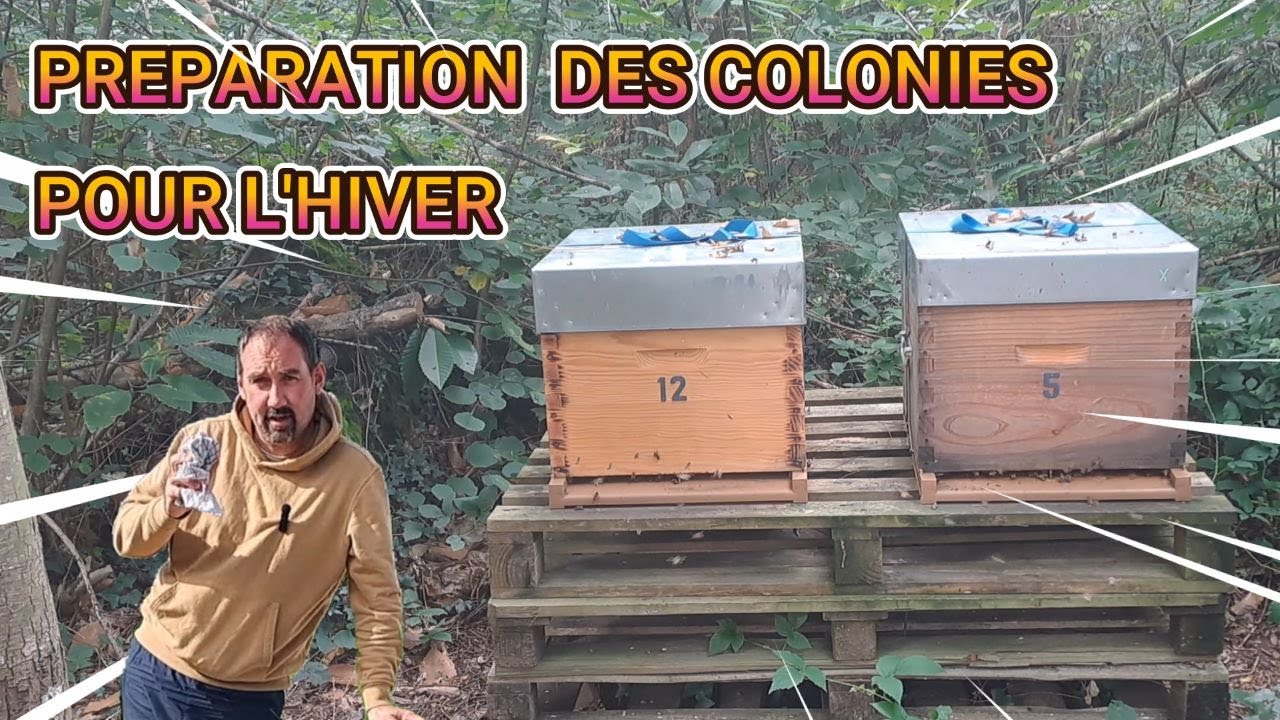 Préparation à l'hivernage des colonies d'abeilles
