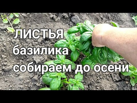 🍃🍃КАК ПОЛУЧАТЬ ДО ОСЕНИ СОЧНЫЕ ЛИСТЬЯ БАЗИЛИКА