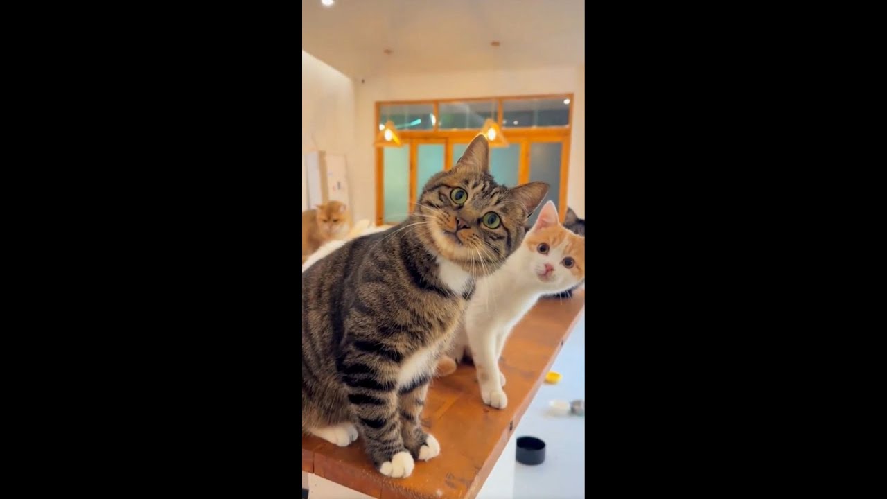 7 Minutes of Gut-Busting Cat Madness! 🤣🤣🤣🤣🤣