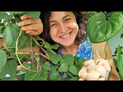 The POTATO that grows in the AIR and you only plant ONCE! (Treasure of the Farm)