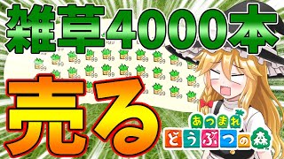 【あつ森】雑草4000本売ったらいくら稼げる？島民代表(笑)のあつまれどうぶつの森＃88【ゆっくり実況】