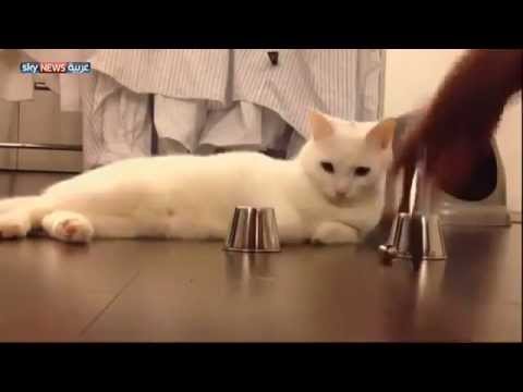 Chat intelligent un peu effrayant! Intelligent cat. -