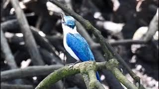 Collared Kingfisher call