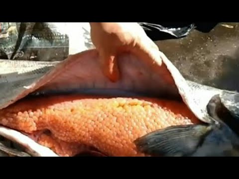 Video: Mengapa Ikan Bertelur Berjuta-juta Telur