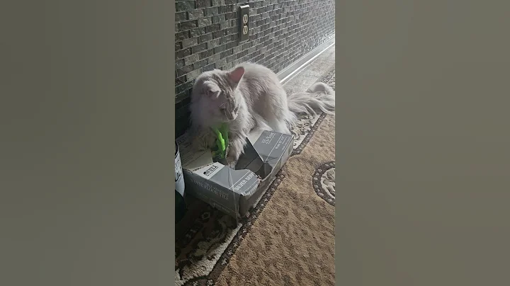 Watch the video about He loves hide n seek #cat #catsoftiktok #mainecoonsoftiktok #mainecoon #kitty