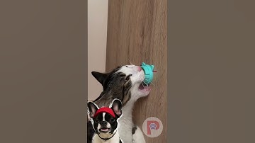 Watch This Cat Go Crazy for a Catnip Ball 🐱✨ #cats
