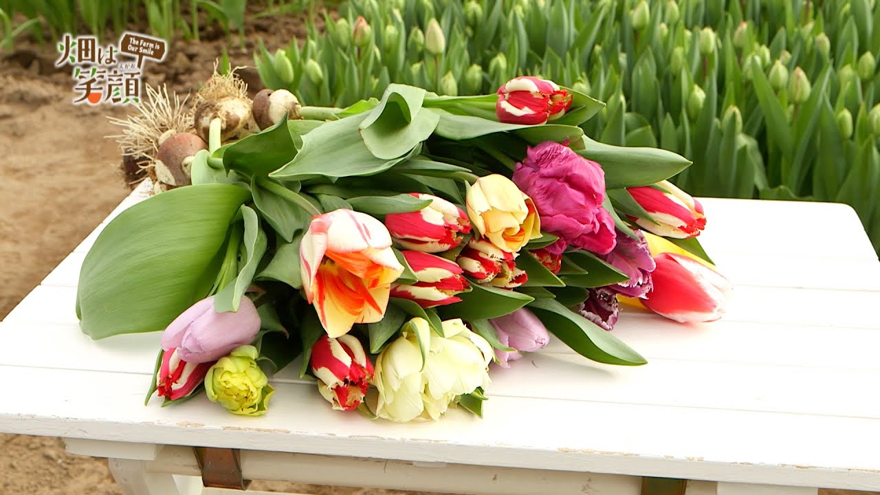 畑は笑顔 第185回 JA大潟村 チューリップ - YouTube