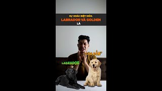 Sự khác biệt giữa chó Labrador & Golden là gì? | Tui Tiến Pet | Kiến thức nuôi chó #Shorts