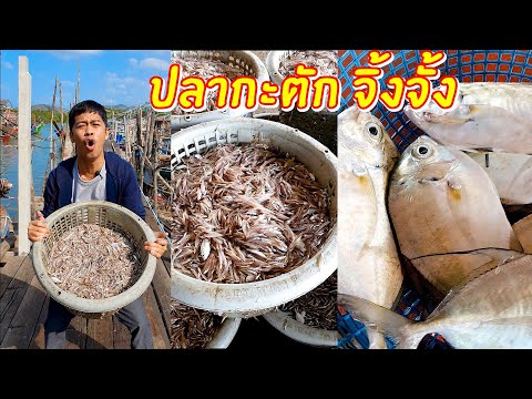 วีดีโอ: วิธีการดองปลากะตัก