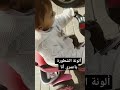 ماشاءالله إيلين يحميلي ياكي