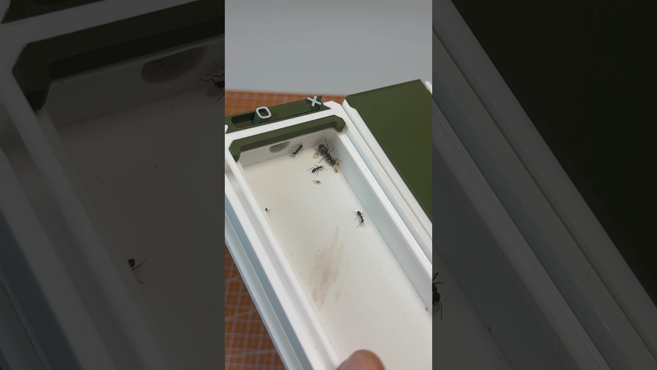 Des nouvelles de mes fourmis du Chili !