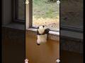 Today’s cute panda broadcast 🐼🥰 #panda #cute #cutepanda #trending