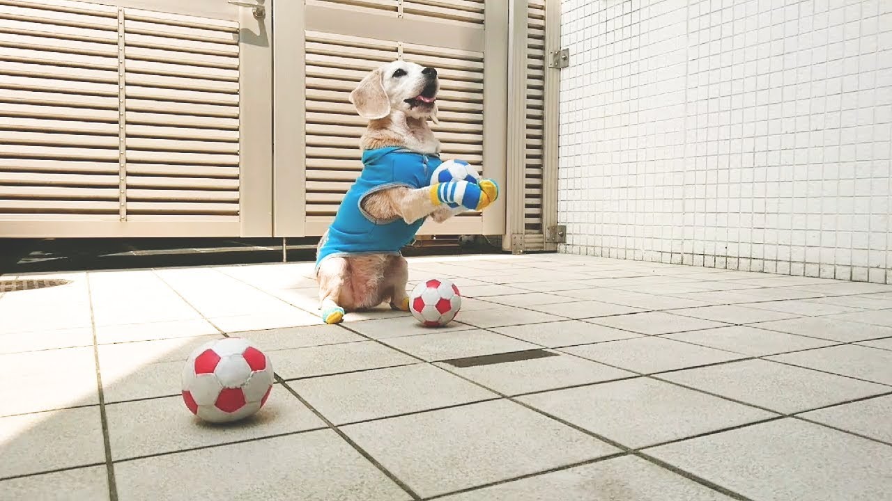 Its a ball. Catch a Ball. Игра в Сокс мяч видео. Catch a Ball Bamboozle. Гоша Дударь Roll a Ball.