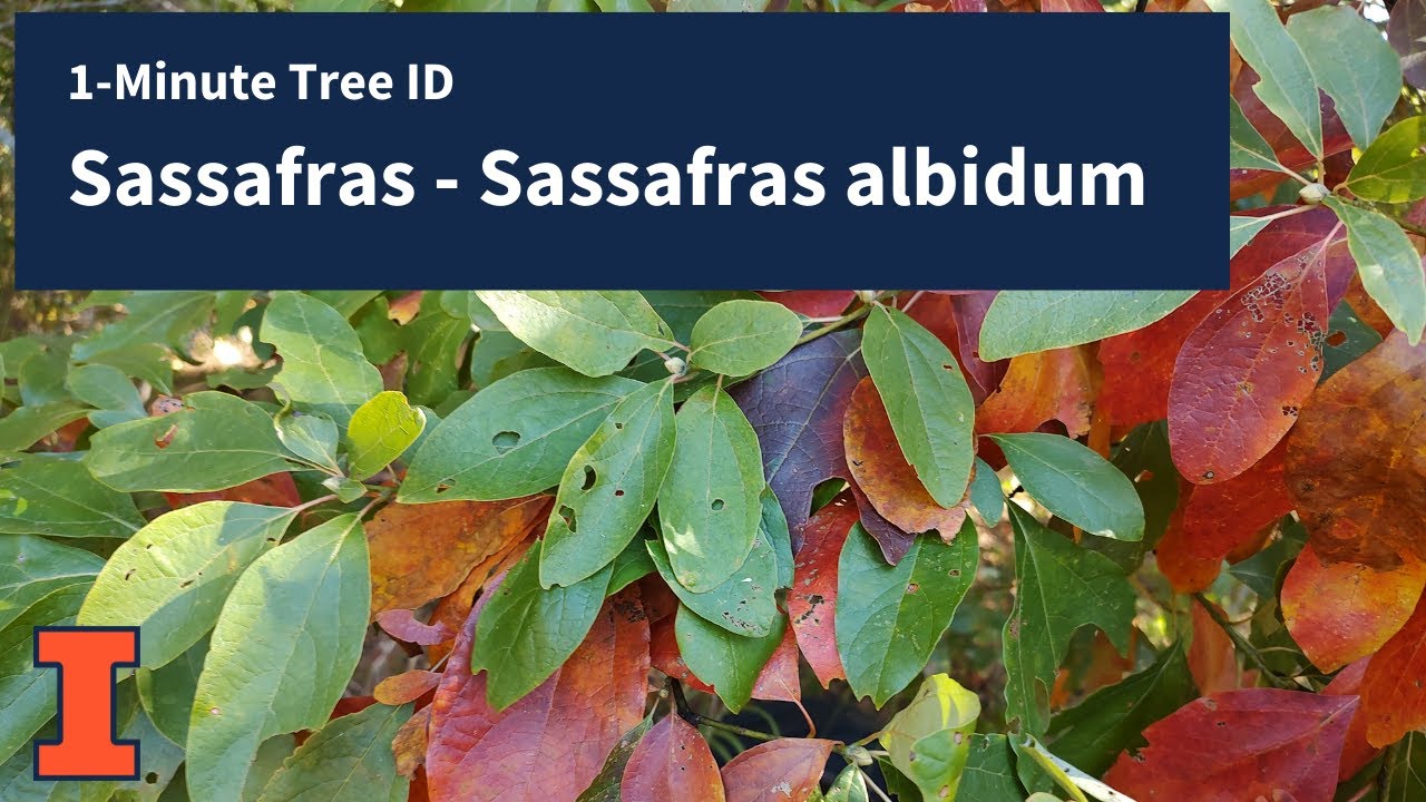 1-Minute Tree ID - Sassafras, Sassafras albidum