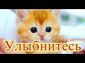 Приколы с котами| Добрый позитив| Видео про котов| Кошки|Про Животных|Создай себе хорошее настроение