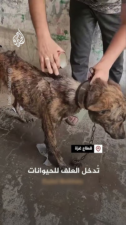         
 - نشر قبل 7 دقيقة