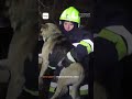 У Кропивницькому вдруге рятували тварин, яких вивозили після підриву Каховської ГЕС / hromadske