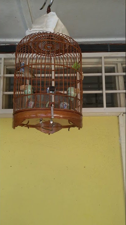 Black throat canary