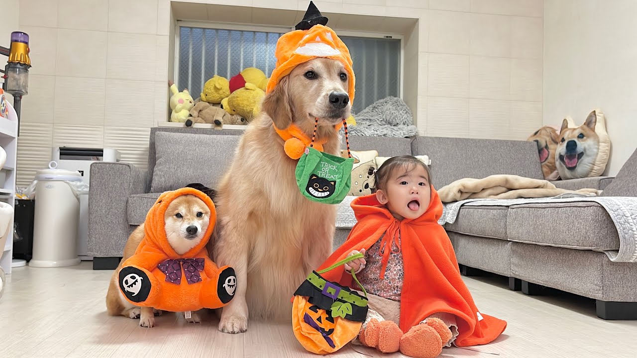 お家でハロウィンパーティーを開催したらあまりにも面白可愛すぎた豆柴