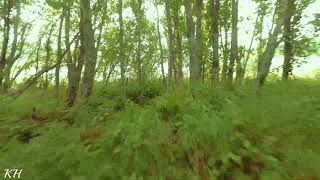 Wiral lite speed test in the forrest