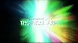 Sarabande Eels - Tropical Fish | Trailer