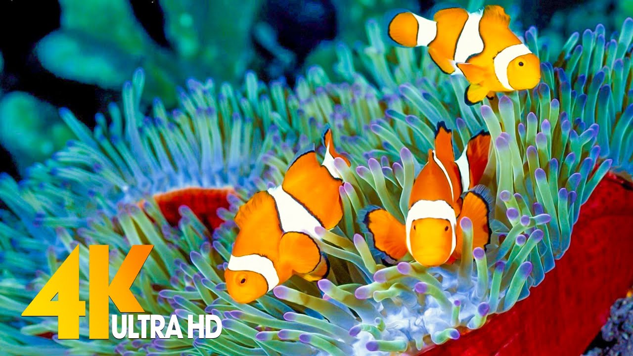 Aquarium 4K VIDEO (ULTRA HD) 🐠 Sea Animals With Relaxing Music - Rare Colorful Sea Life Video